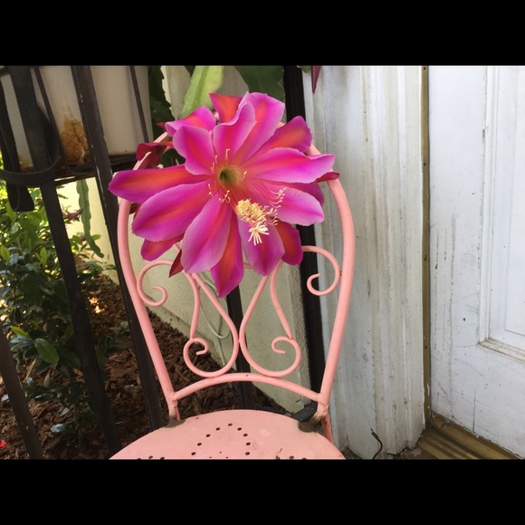 Meet your Posher, Isa - Picture 1 of 1